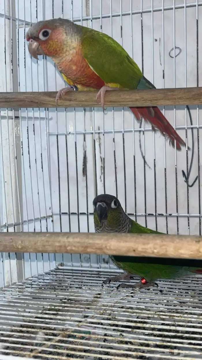 زوج كنيور منتج 1