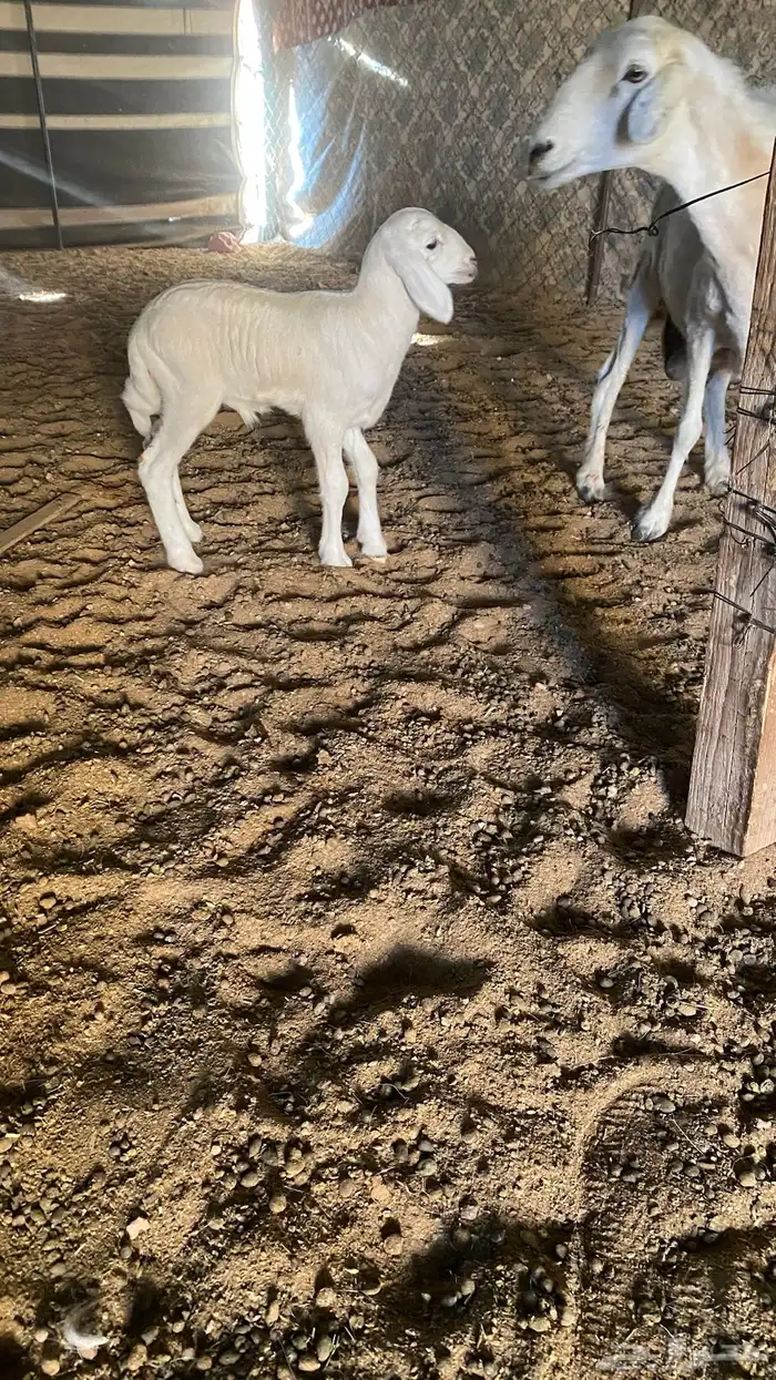 شاه حريه خلفه 2