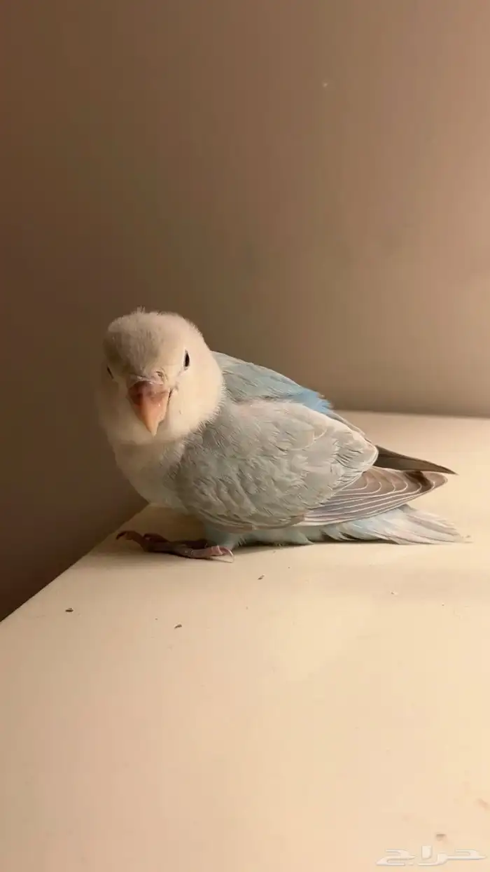 فرخ روز اليف وهدد نشبة 0