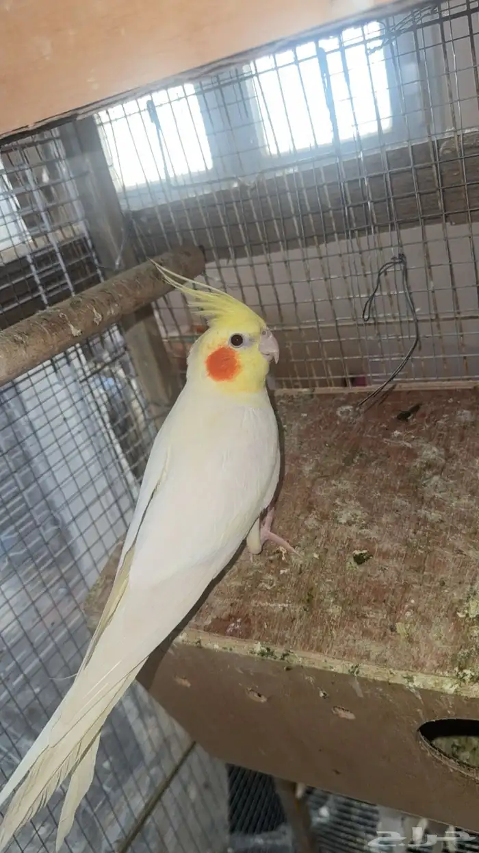 زوجين كروان منتجه 4