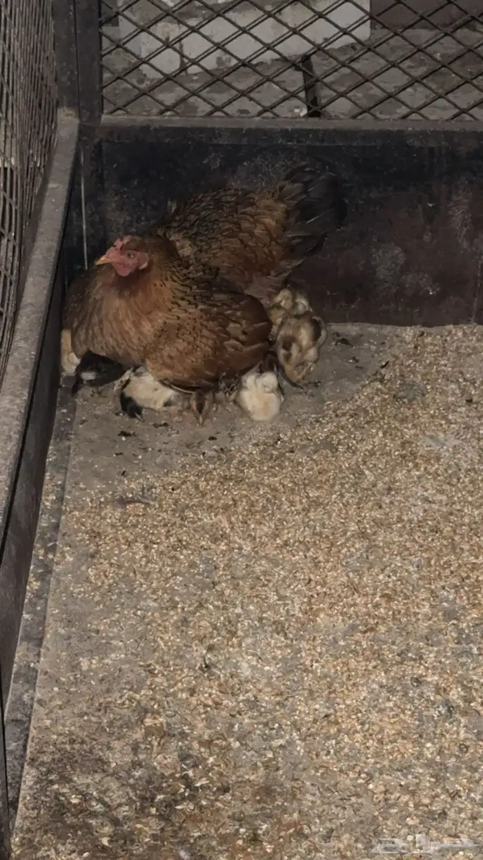 دجاجه فرنسيه بعيالها 3