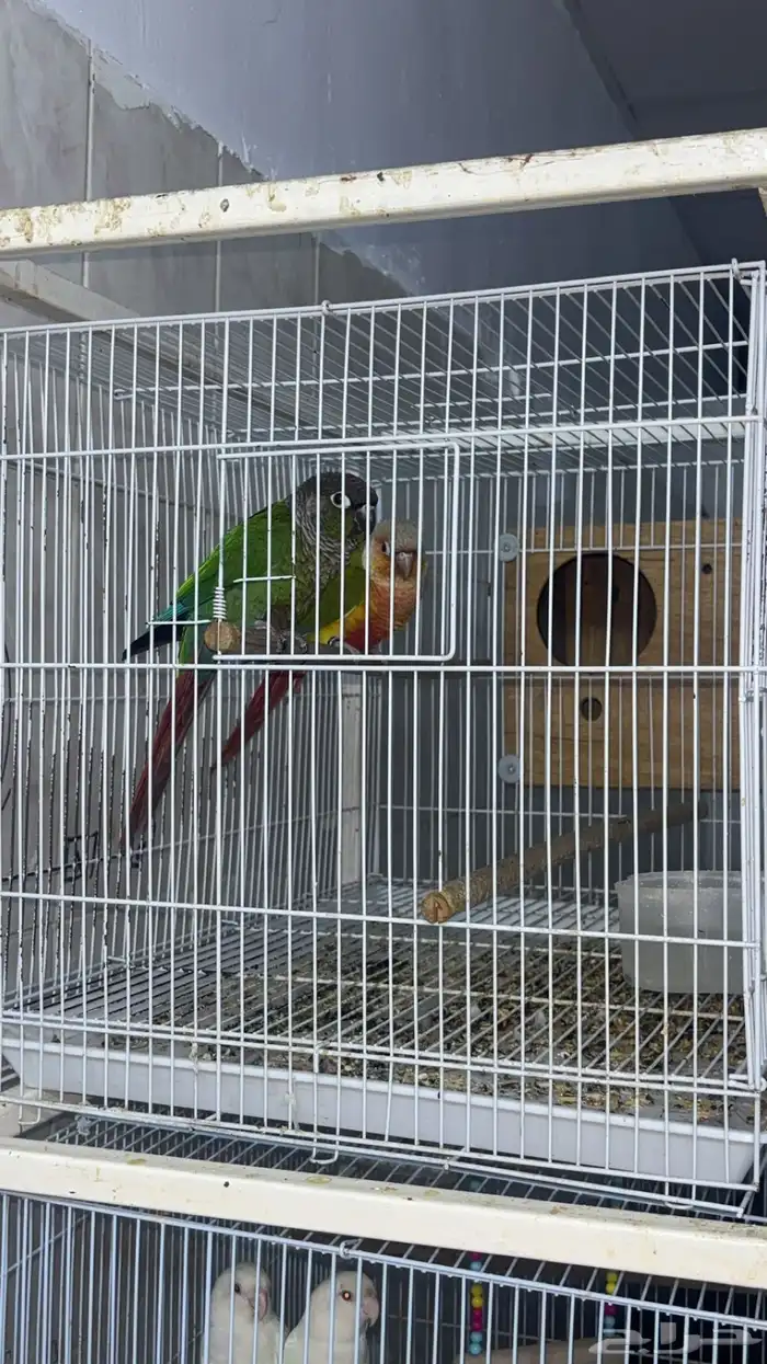 زوج كنيور منتج 2