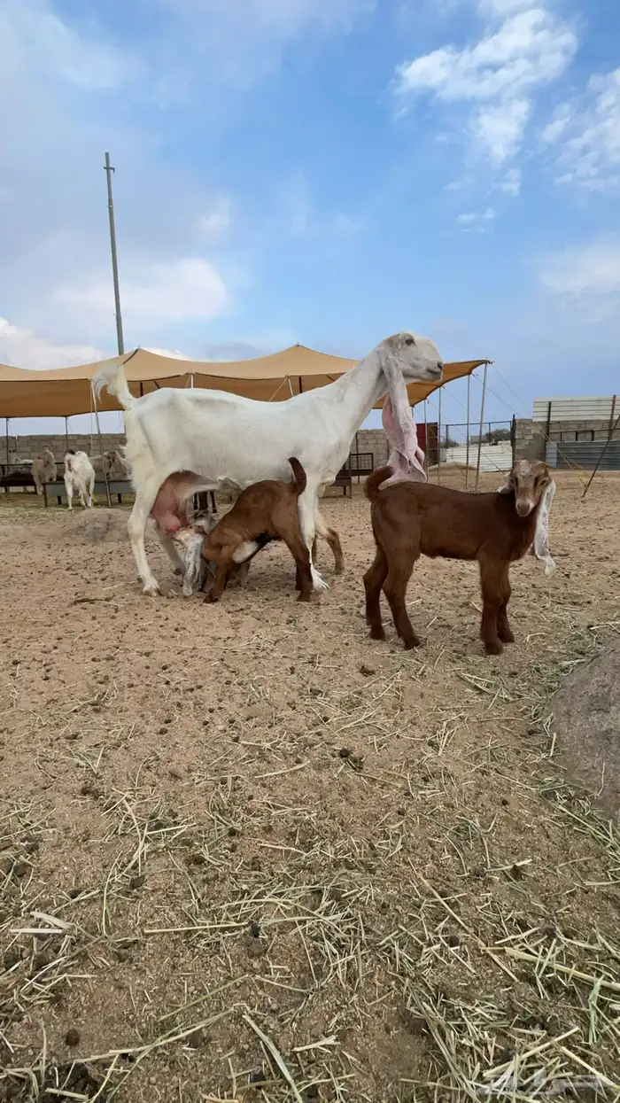 عنز هولنديه متبع ب3 0