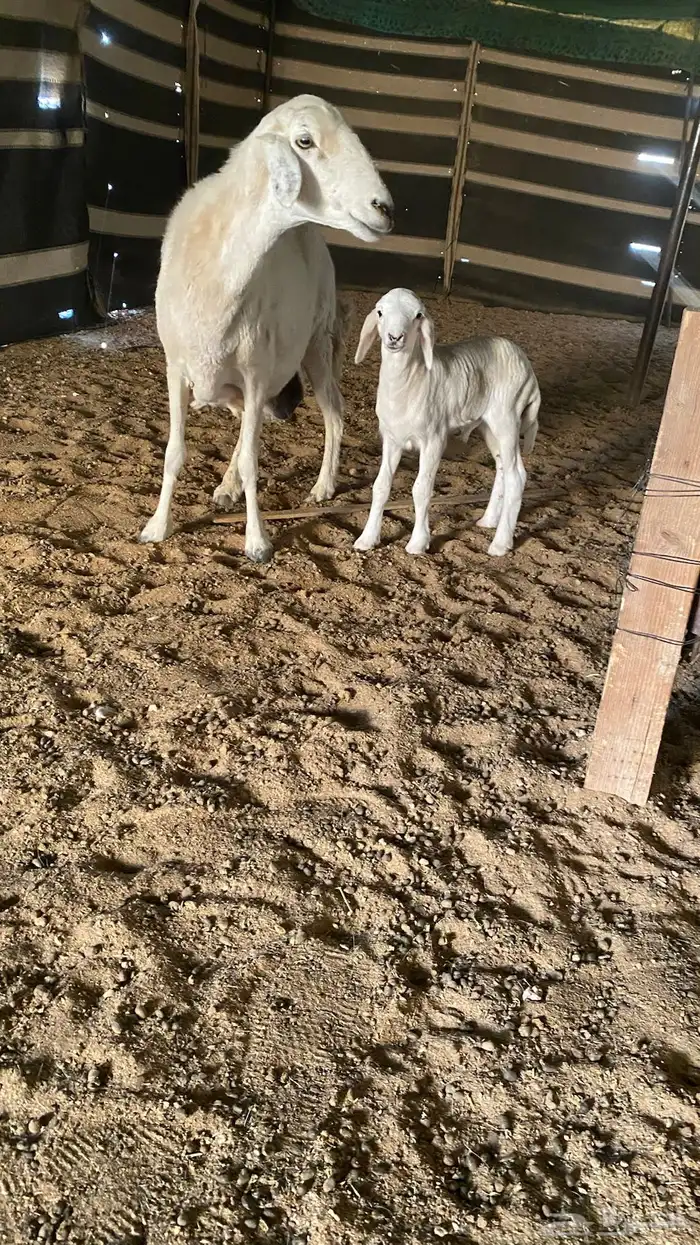 شاه حريه خلفه 1