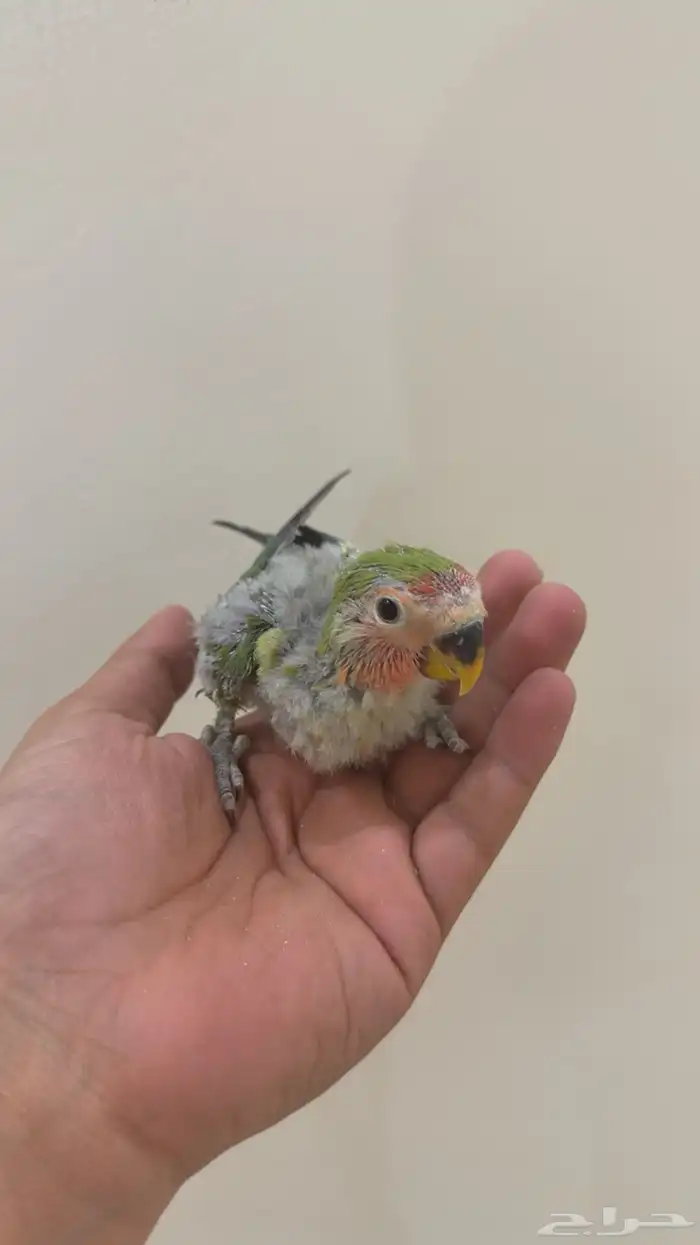 فرخ روز تم البيع 0