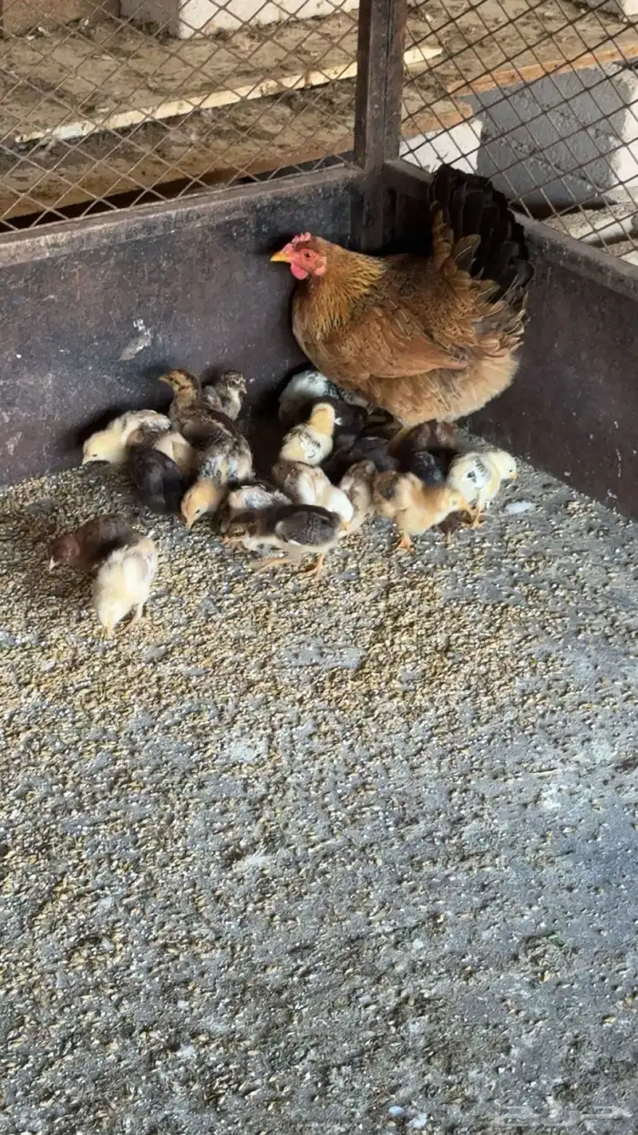 دجاجه فرنسيه بعيالها 0