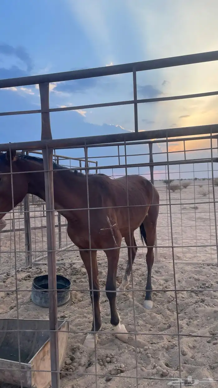 حصان مكسور 0