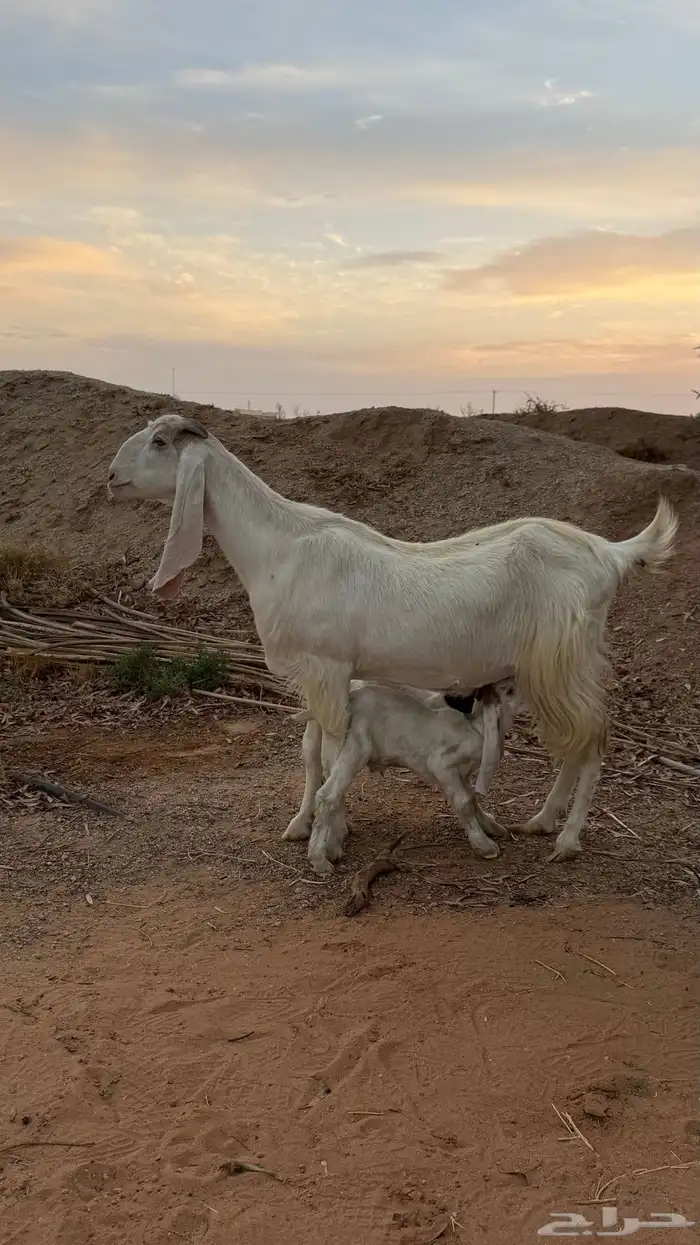 عنز هولندي مع عيالها 1