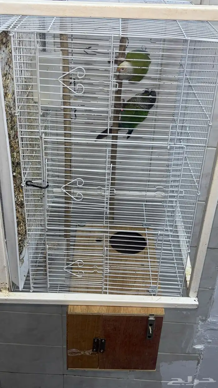 زوج كنيور منتج 4