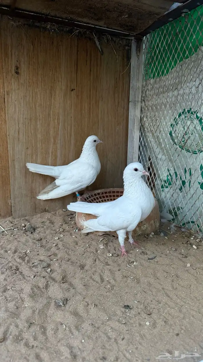 زوج صنعاني ابو شيبه 4