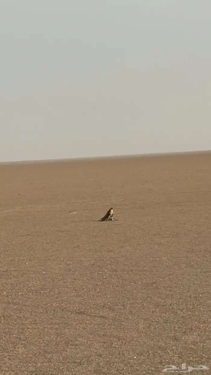 قرناسه وكارا للبيع 6