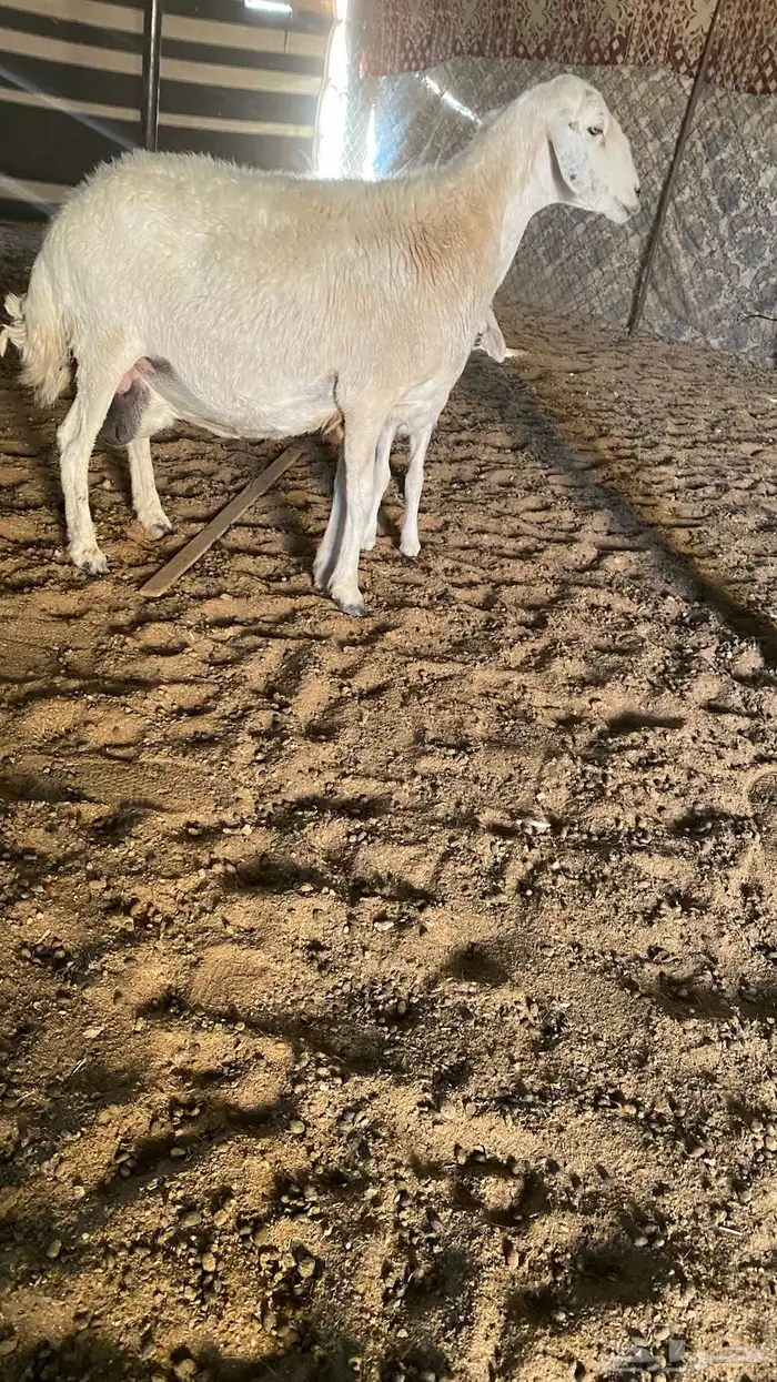 شاه حريه خلفه 3