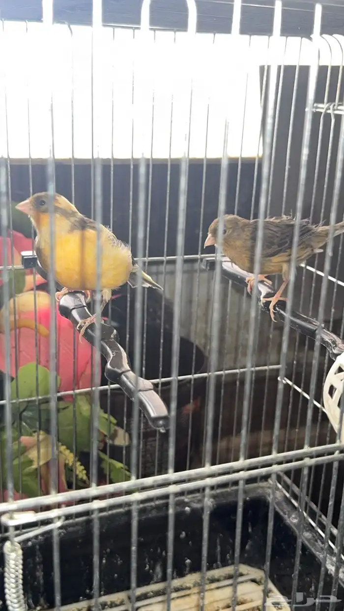 للبيع جوز كناري 0