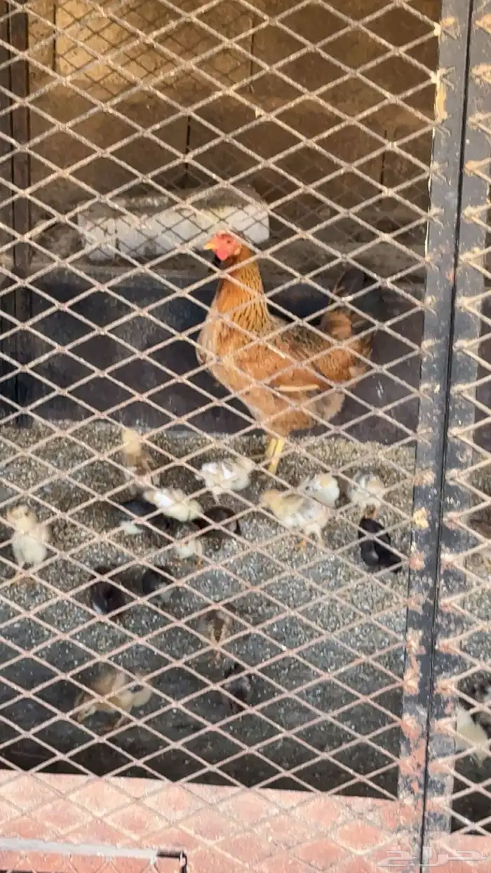 دجاجه فرنسيه بعيالها 2