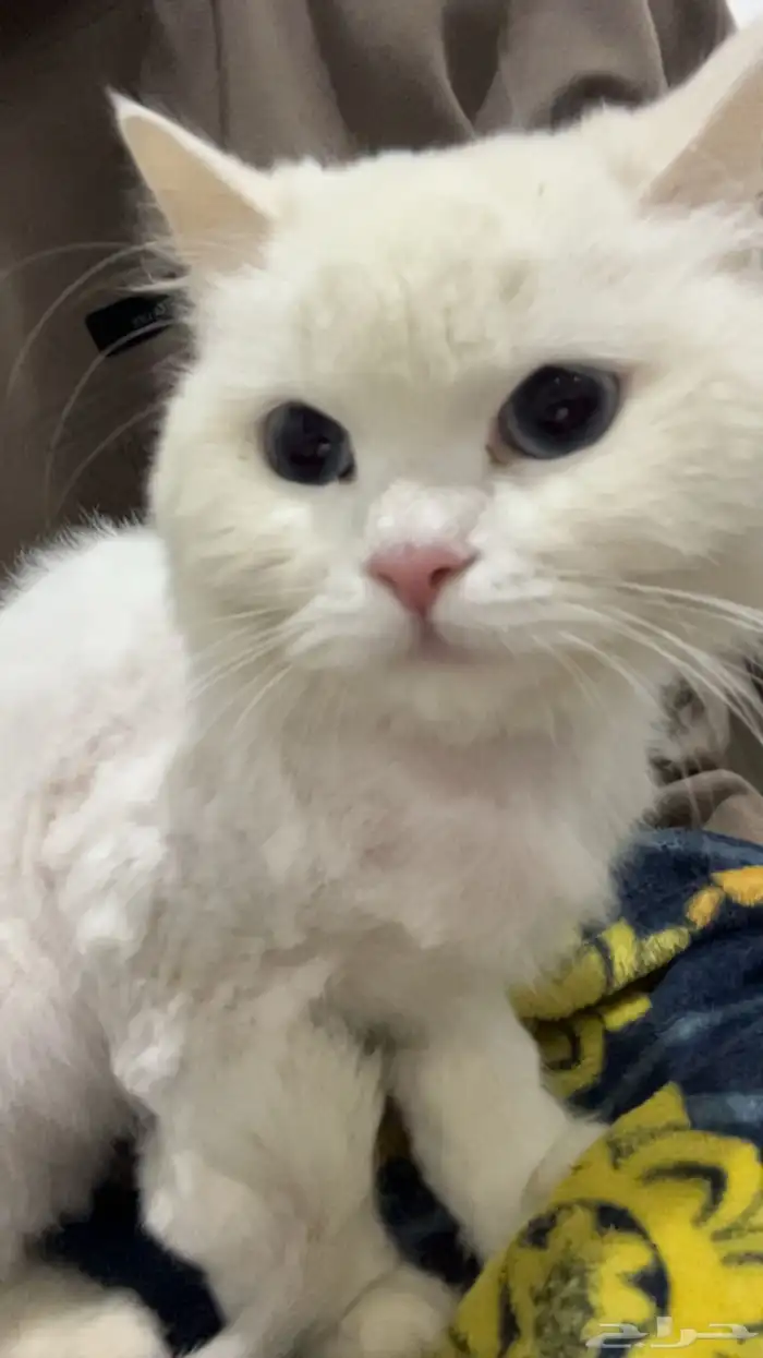 قط شيرازي ابيض أنثى وقط سكوتش ذكر 0