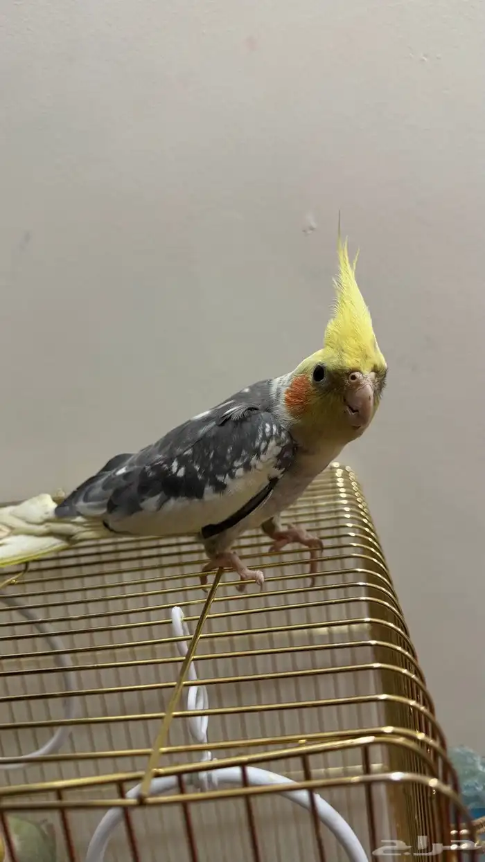 كروان للبيع 3