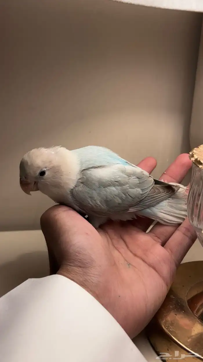 فرخ روز اليف وهدد نشبة 1