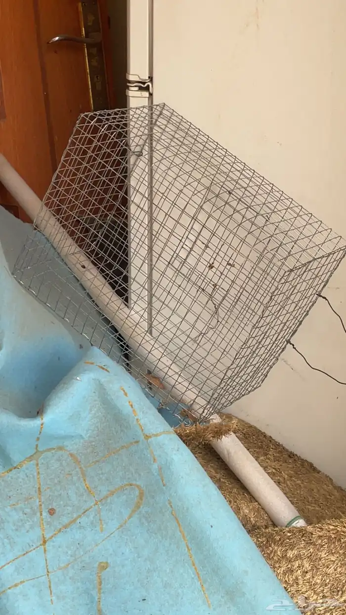 ارنب للبيع 2