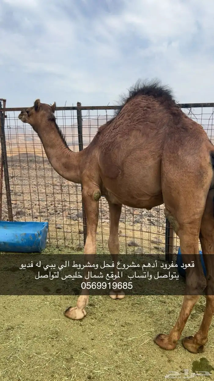 قعود أدهم مشروع فحل 0