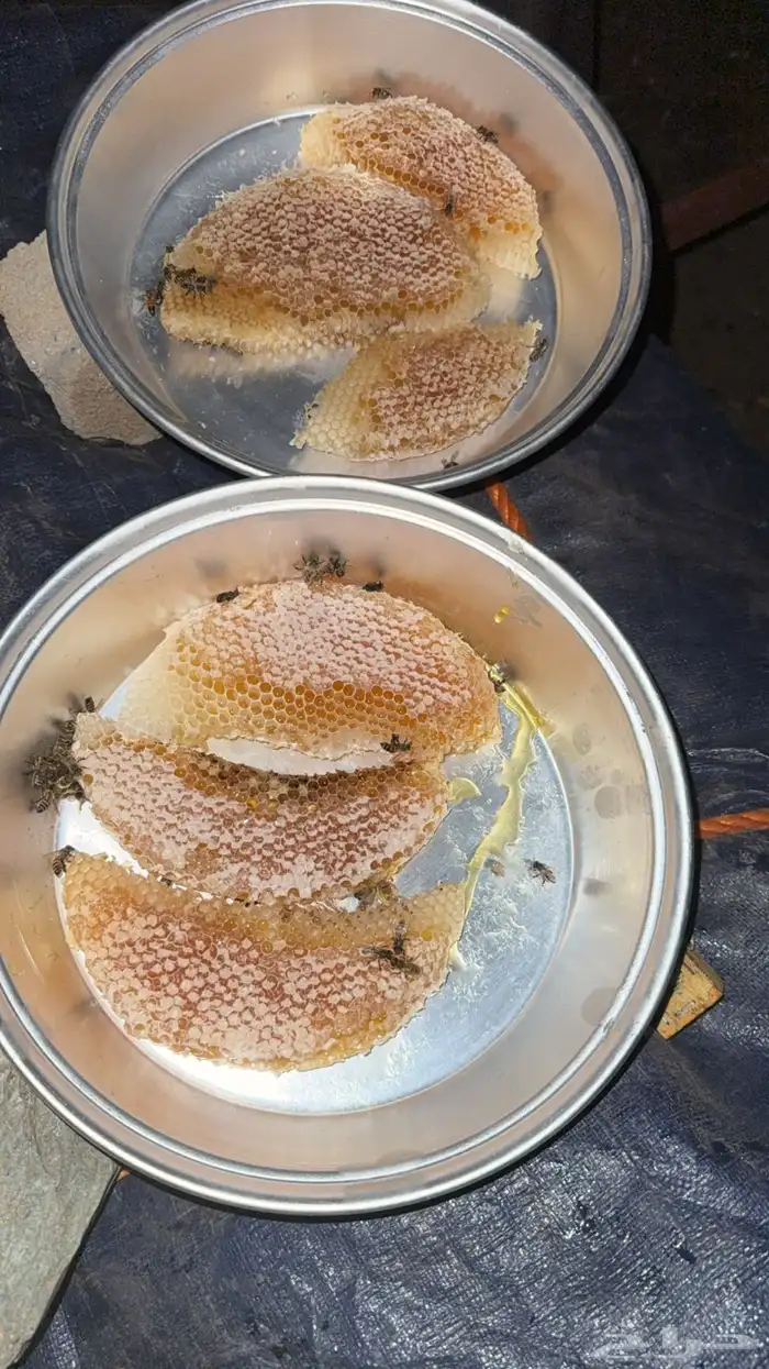 عسل شمع سدر مضمون 1