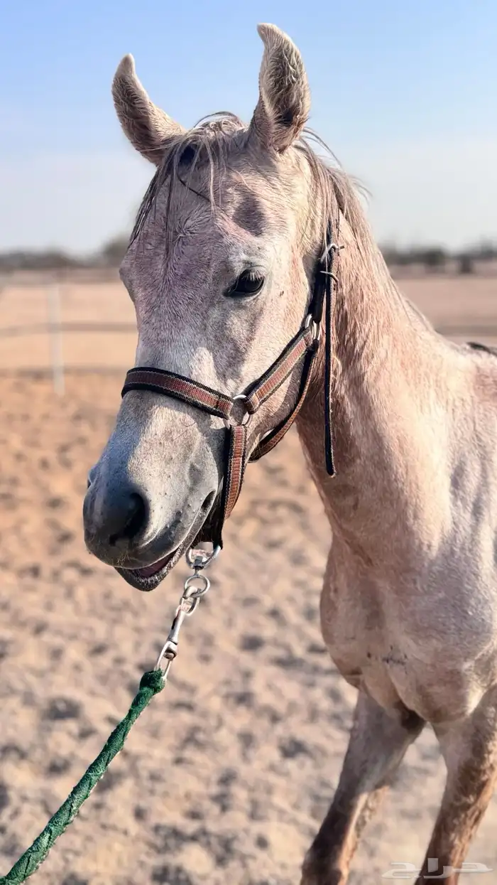 خيل حصان عربي اصيل صغير وخط جمال 1