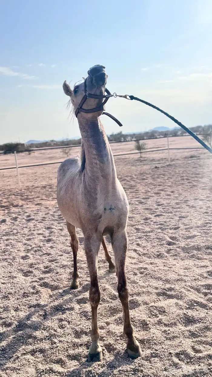 خيل حصان عربي اصيل صغير وخط جمال 0
