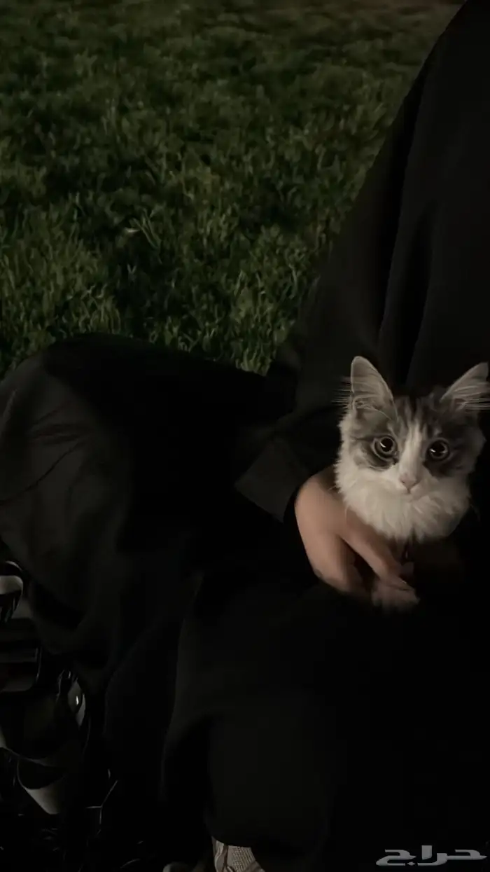 قط للبيع مع اغراضه 2