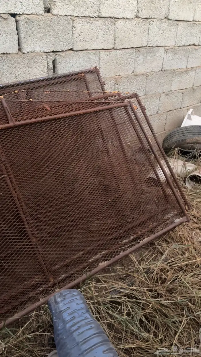 شبوك دجاج 2ف 2 سليم من الكسور 0