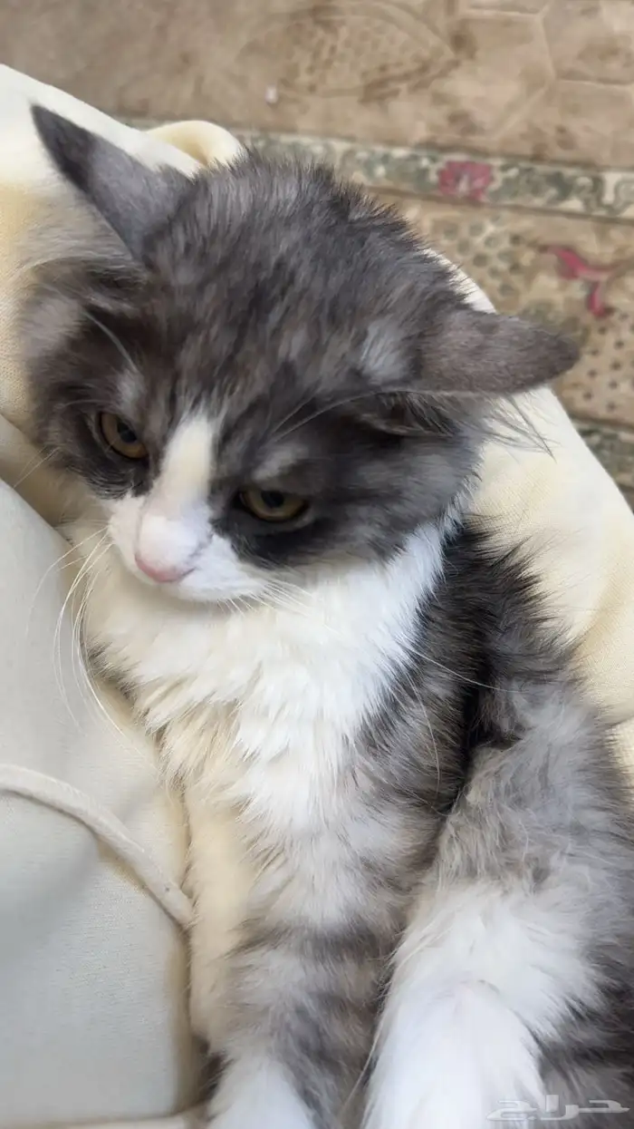 قط للبيع مع اغراضه 1