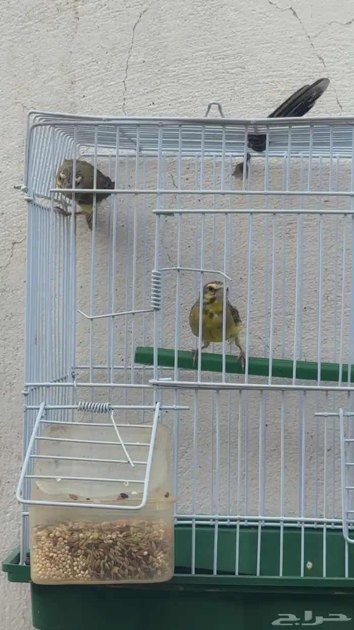 اناثي ياسمين موزنبيقي ( تفاحه ) 0