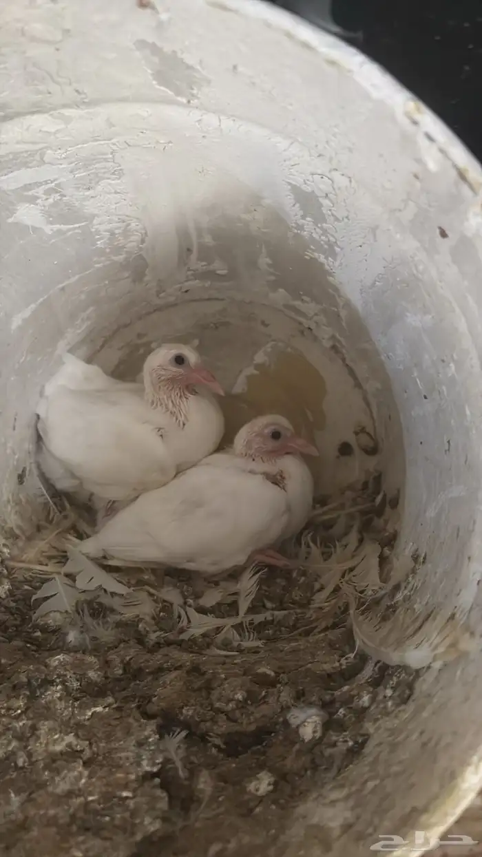 زغاليل فرنسي 0