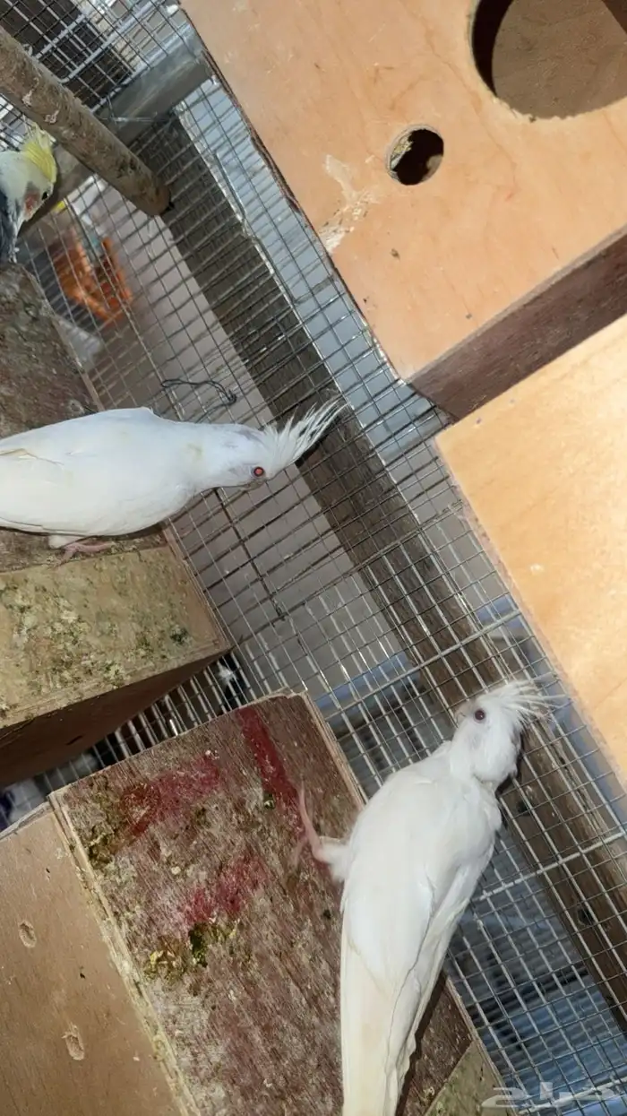 زوجين كروان منتجه 2