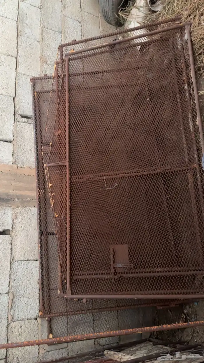 شبوك دجاج 2ف 2 سليم من الكسور 1