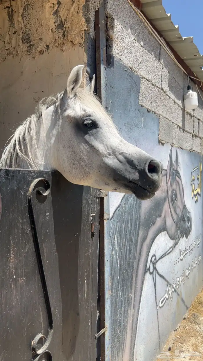 حصان عربي اصيل 4