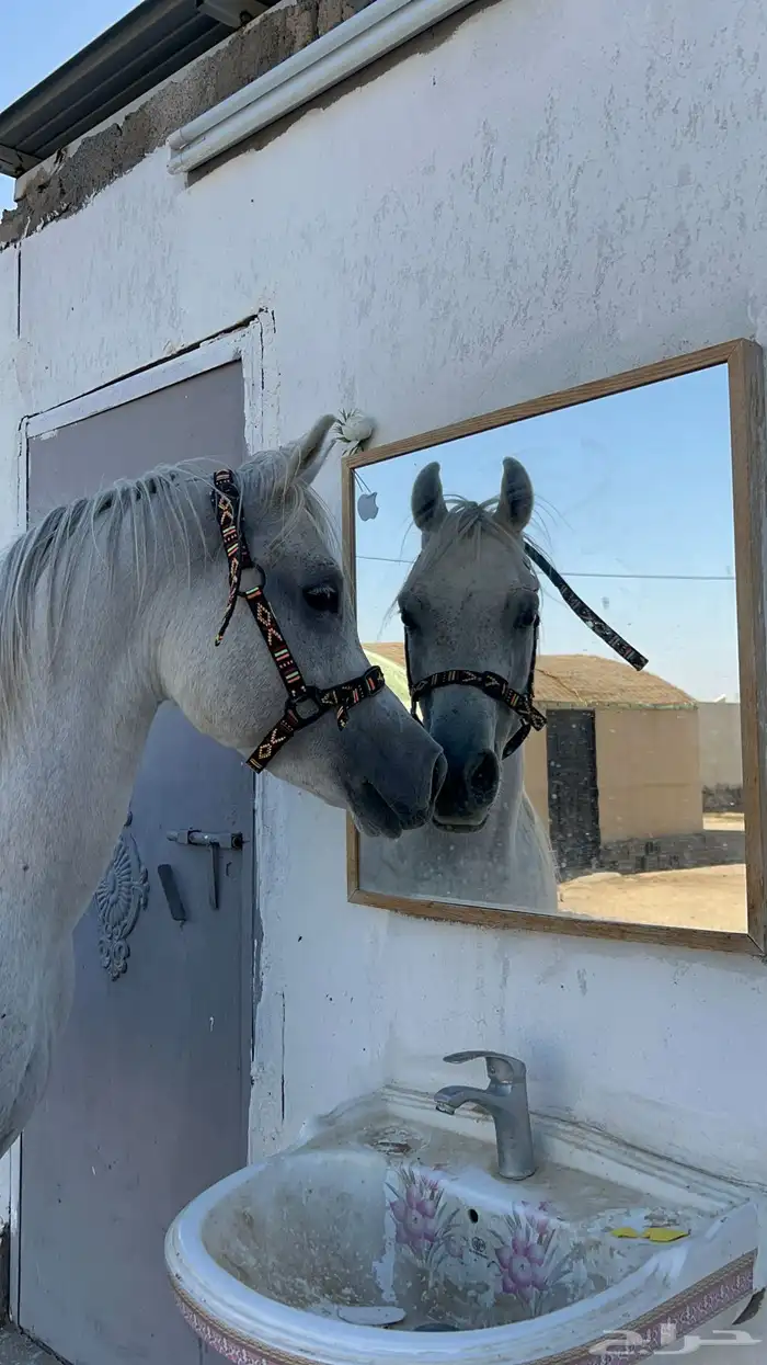 حصان عربي اصيل 1