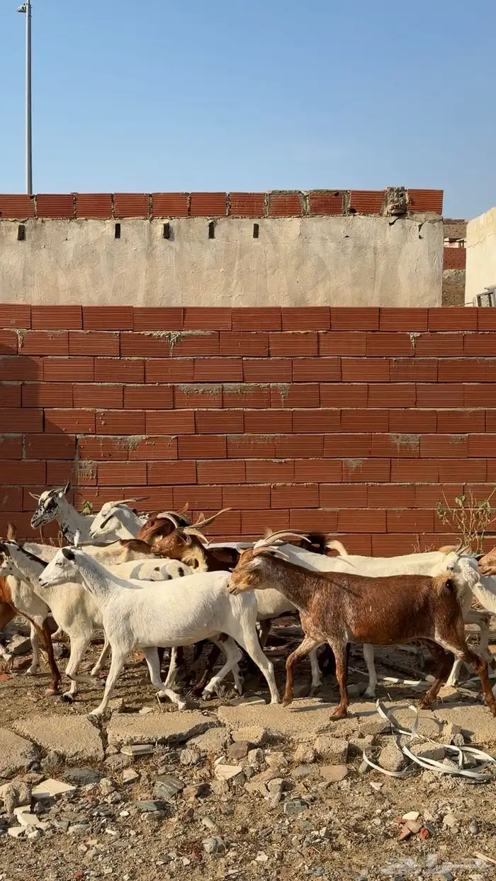 معزا مقاني 0