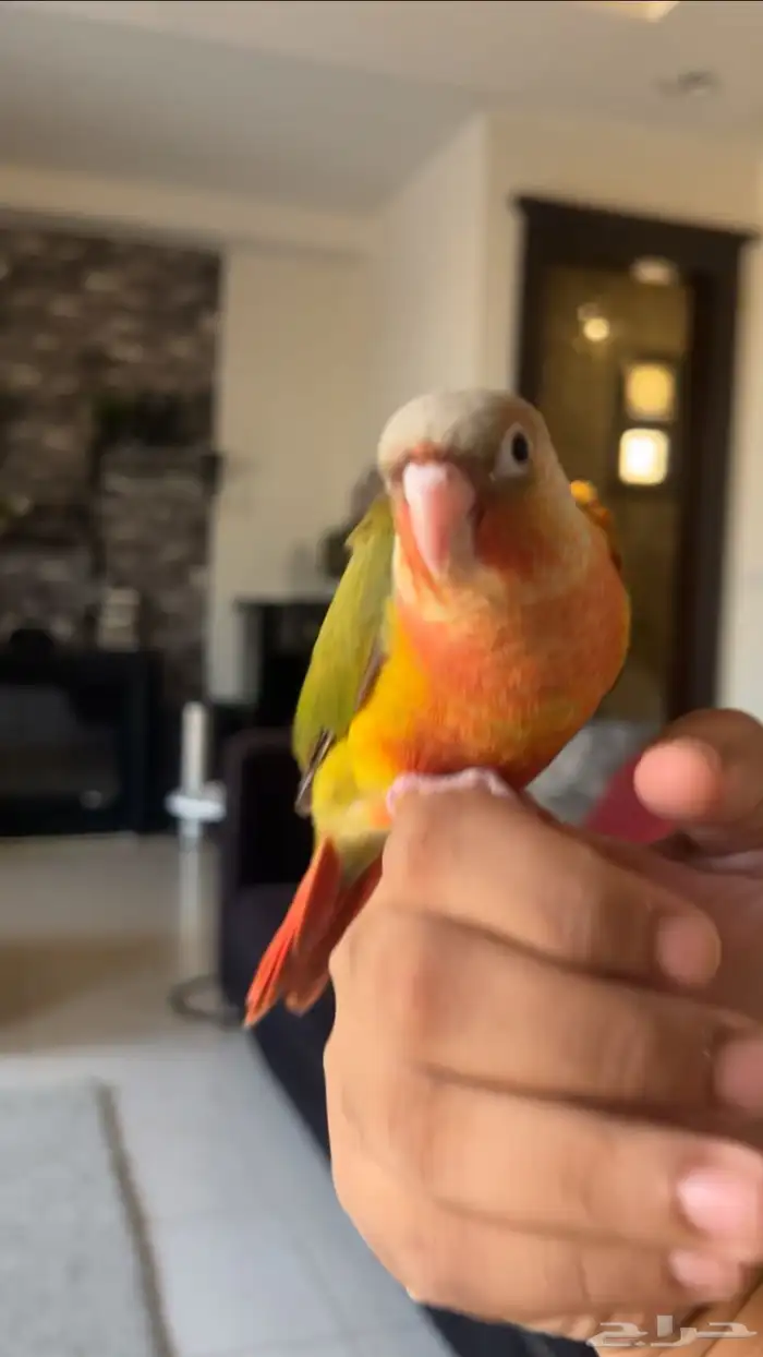 ببغاء كنيور اناناس دبل رد فاكتر هدد واليف 1