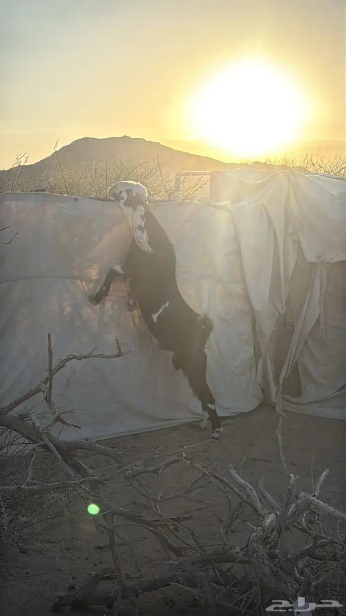 تيس مشروع فحل هولندي 5