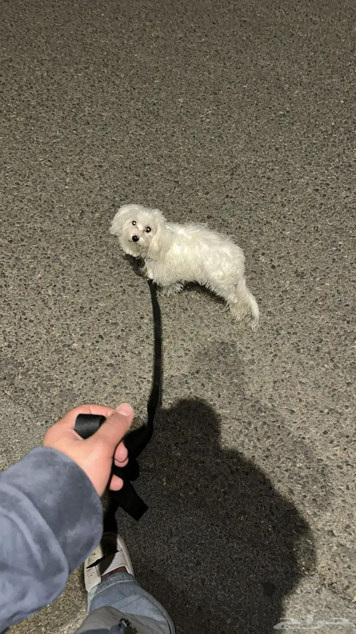 كلب مالتيز للبيع 0