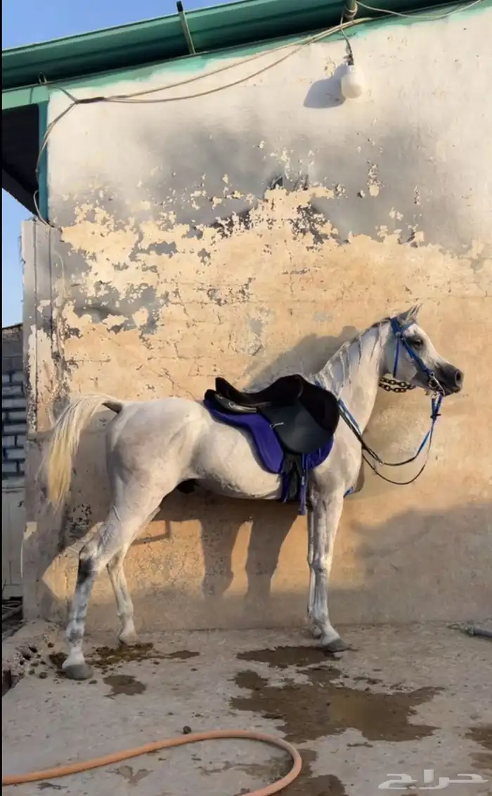 حصان عربي اصيل 3