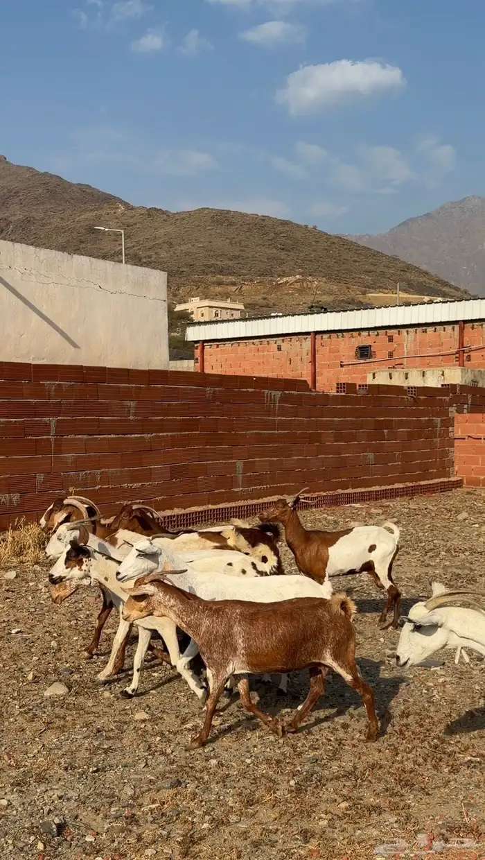 معزا مقاني 2