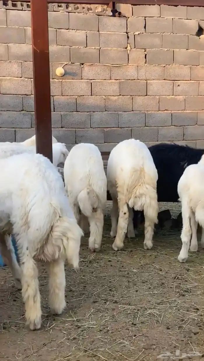 ذبايح حريه جبره شي فاخر 7