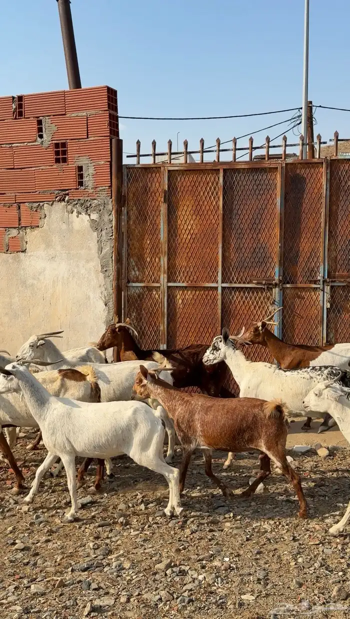 معزا مقاني 1