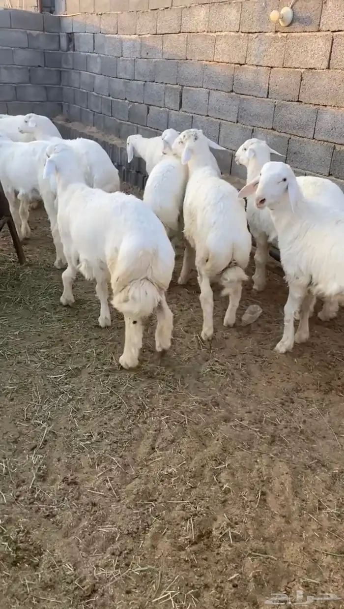 ذبايح حريه جبره شي فاخر 6