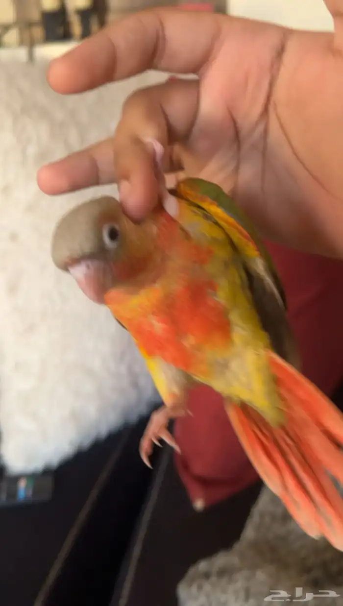 ببغاء كنيور اناناس دبل رد فاكتر هدد واليف 2