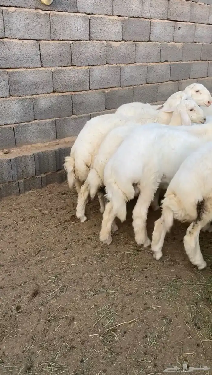 ذبايح حريه جبره شي فاخر 3