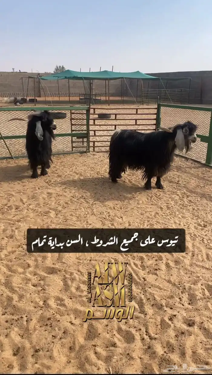 تيوس شرط القريع 1