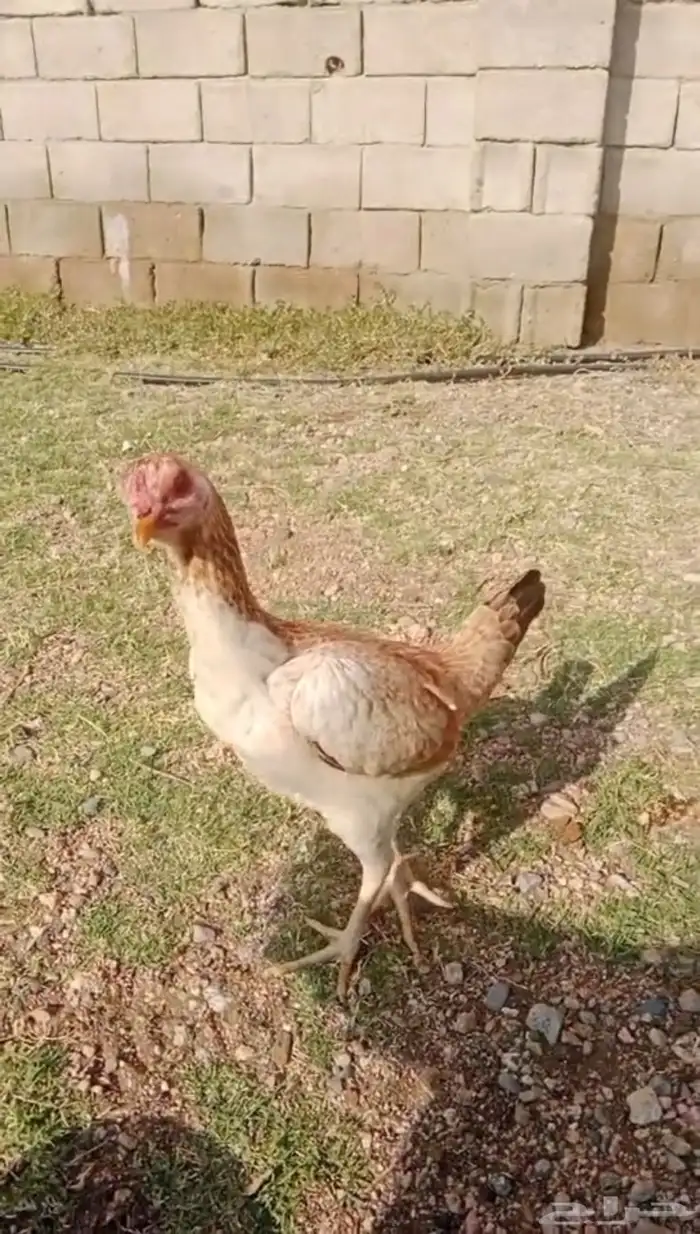 دجاج شامو ياباني توب 6