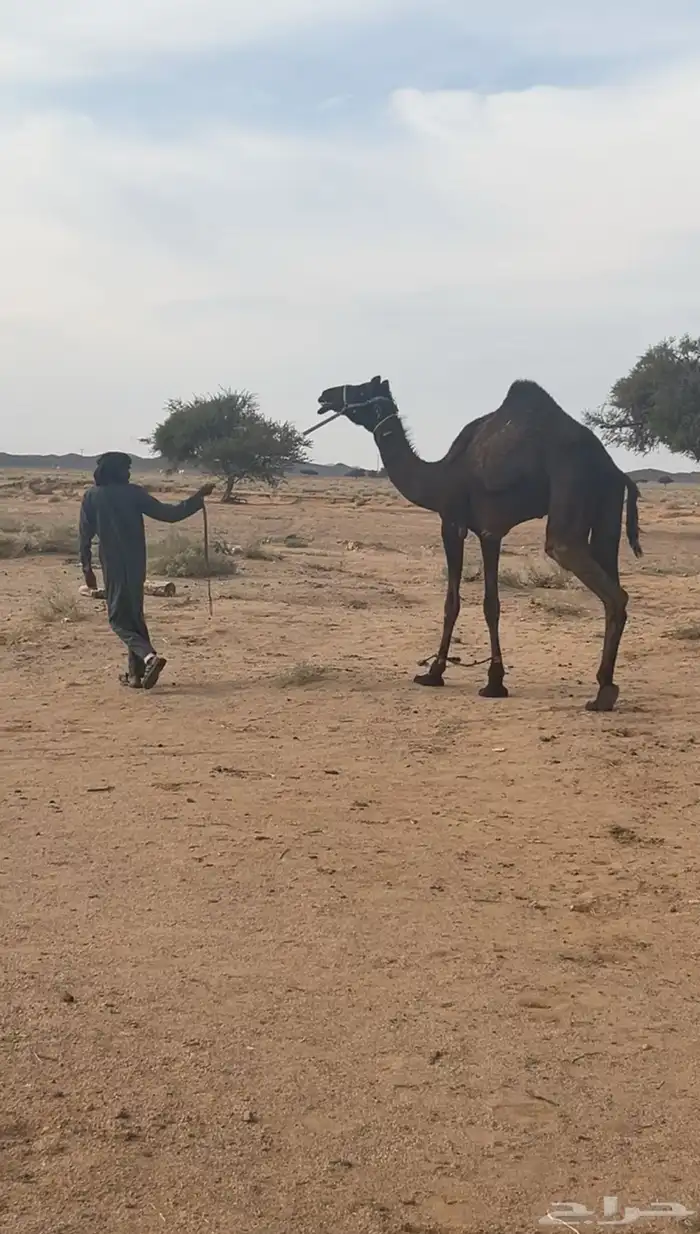 للبيع رحول جذعه 0