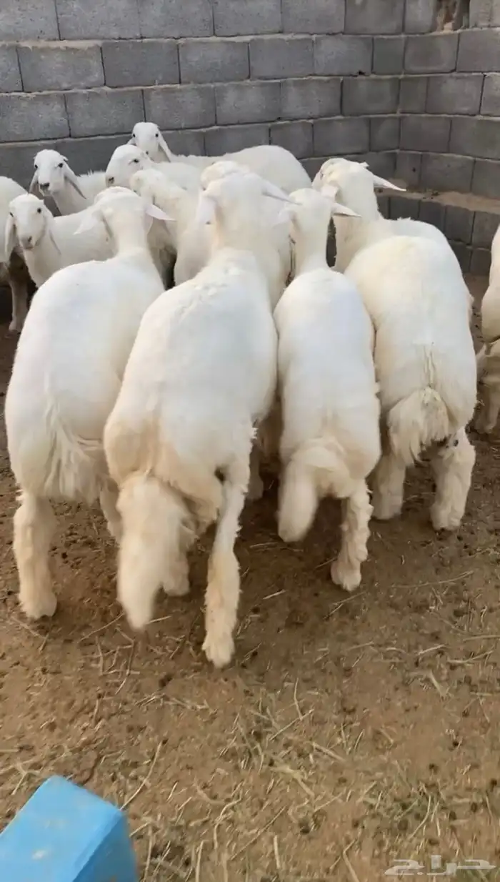 ذبايح حريه جبره شي فاخر 0